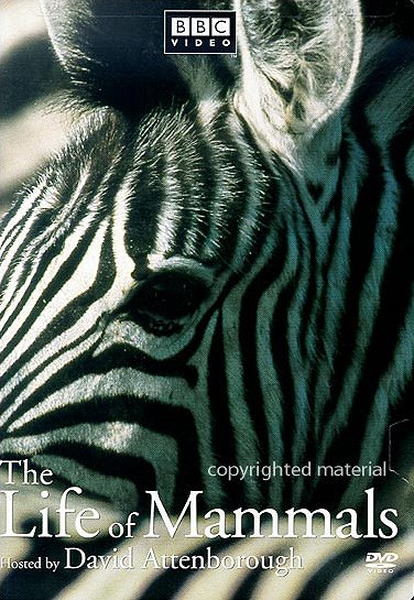 The Life of Mammals - Affiches