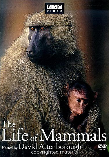 The Life of Mammals - Cartazes