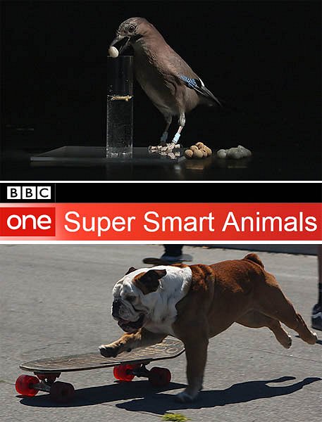 Super Smart Animals - Posters