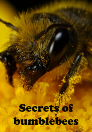 Universum: Hummeln - Bienen im Pelz - Cartazes