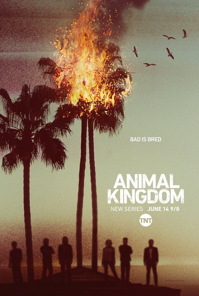 Animal Kingdom - Animal Kingdom - Season 1 - Julisteet