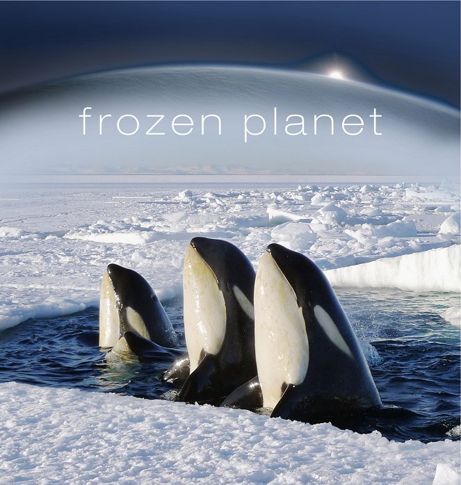 Frozen Planet - Season 1 - Frozen Planet - Aufbruch ins Leben - Affiches