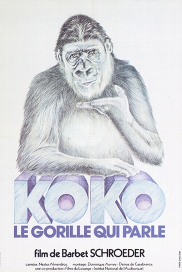 Koko, le gorille qui parle - Affiches