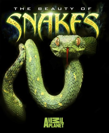 Krása hadů - Plakáty