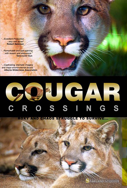 Cougar Crossings - Plakate