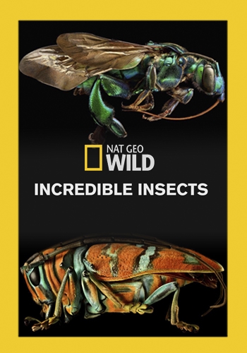 Neuvěřitelný svět hmyzu - Plagáty