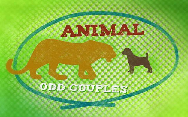 Animal Odd Couples - Posters
