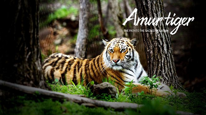 Amurský tygr - Plagáty