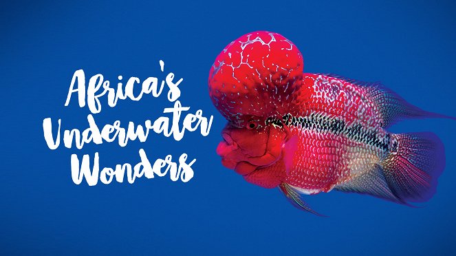 Africa's Underwater Wonders - Posters