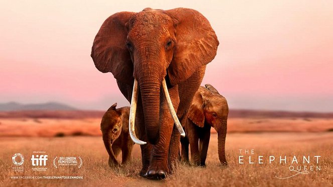 Die Elefantenmutter - Plakate