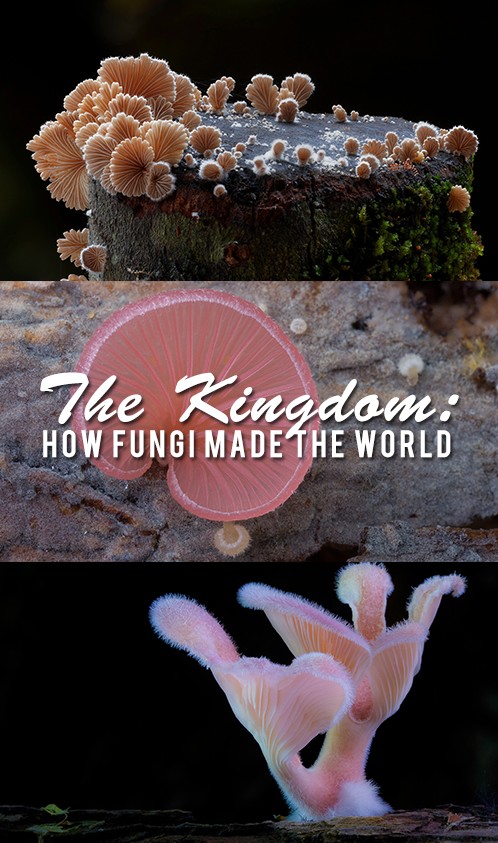 Jak houby stvořily náš svět - Plakáty