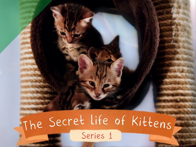 The Secret Life of Kittens - Cartazes