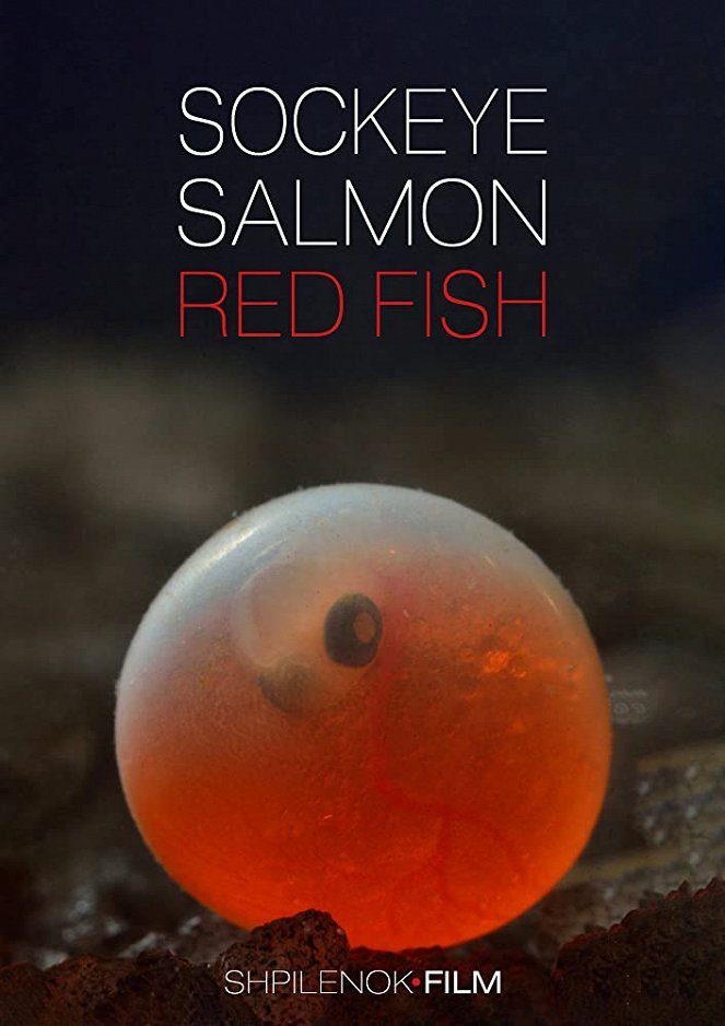 Sockeye Salmon. Red Fish - Posters