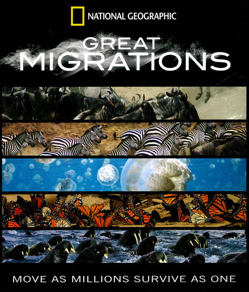 Great Migrations - Das große Wunder der Tierwanderungen - Plakate