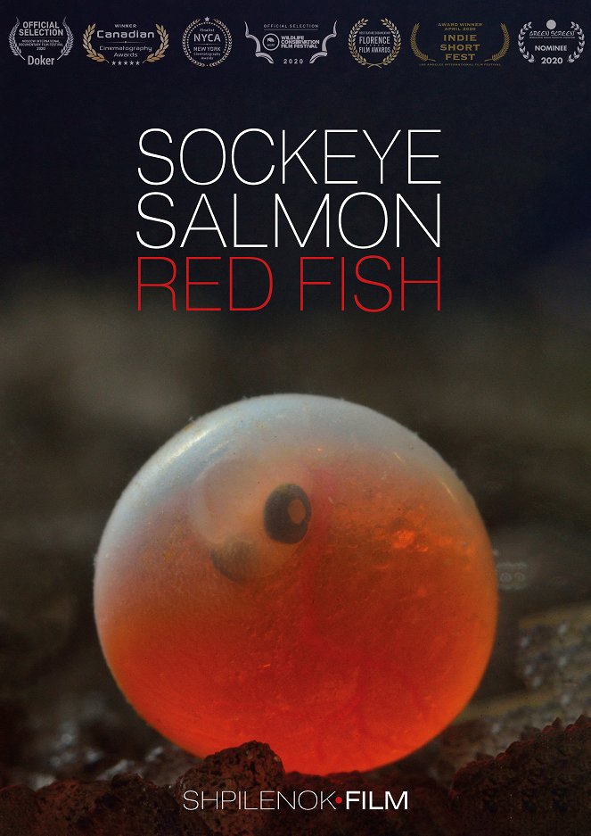 Sockeye Salmon. Red Fish - Posters