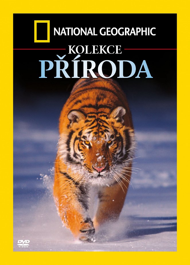 Tygr sibiřský - Plakáty