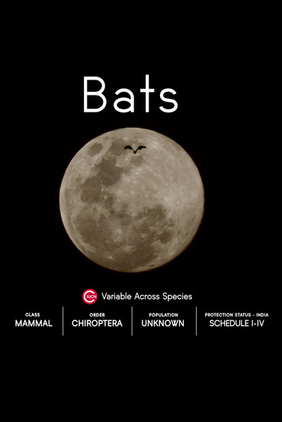 On The Brink – Bats - Plakátok