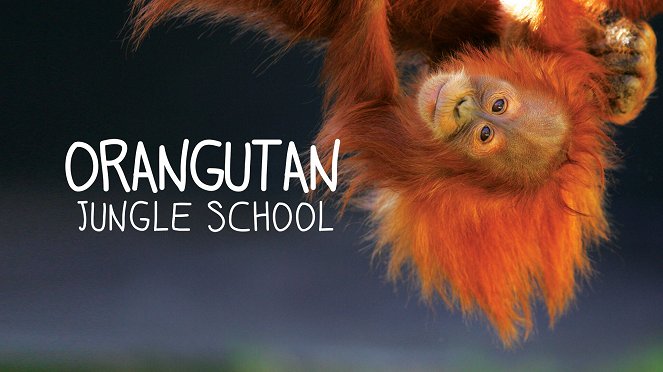 Orangutan Jungle School - Plakaty