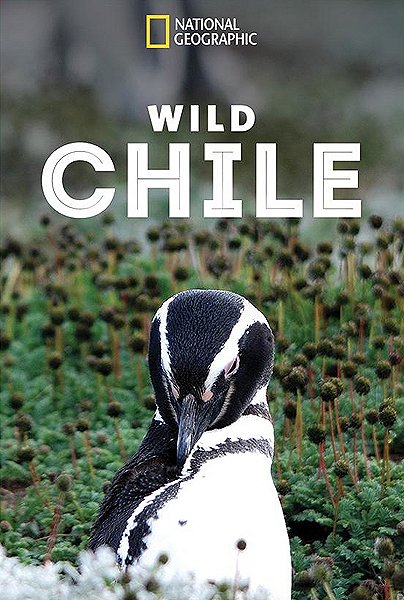 Divoké Chile - Plakáty