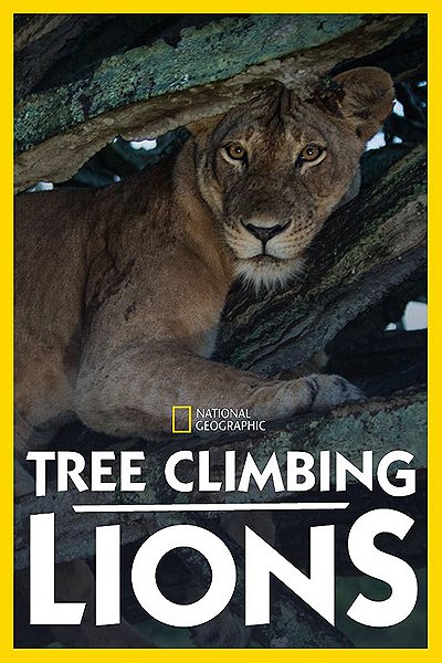 Lwy w koronach drzew - Plakaty