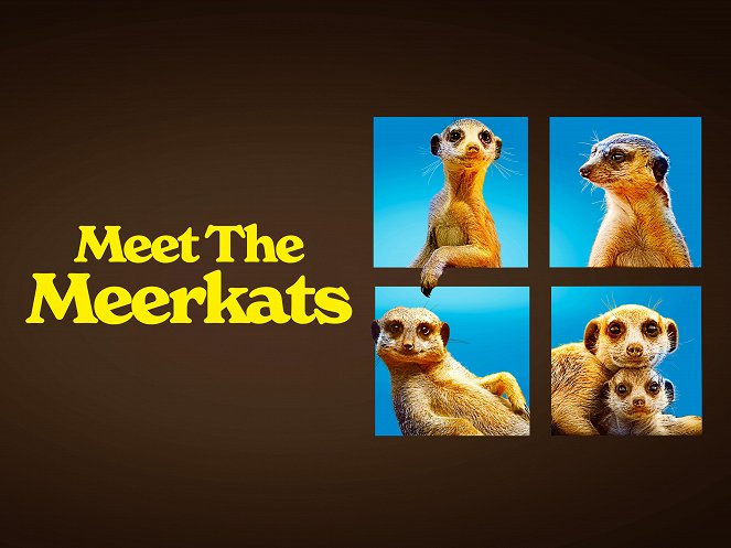 Meet the Meerkats - Julisteet
