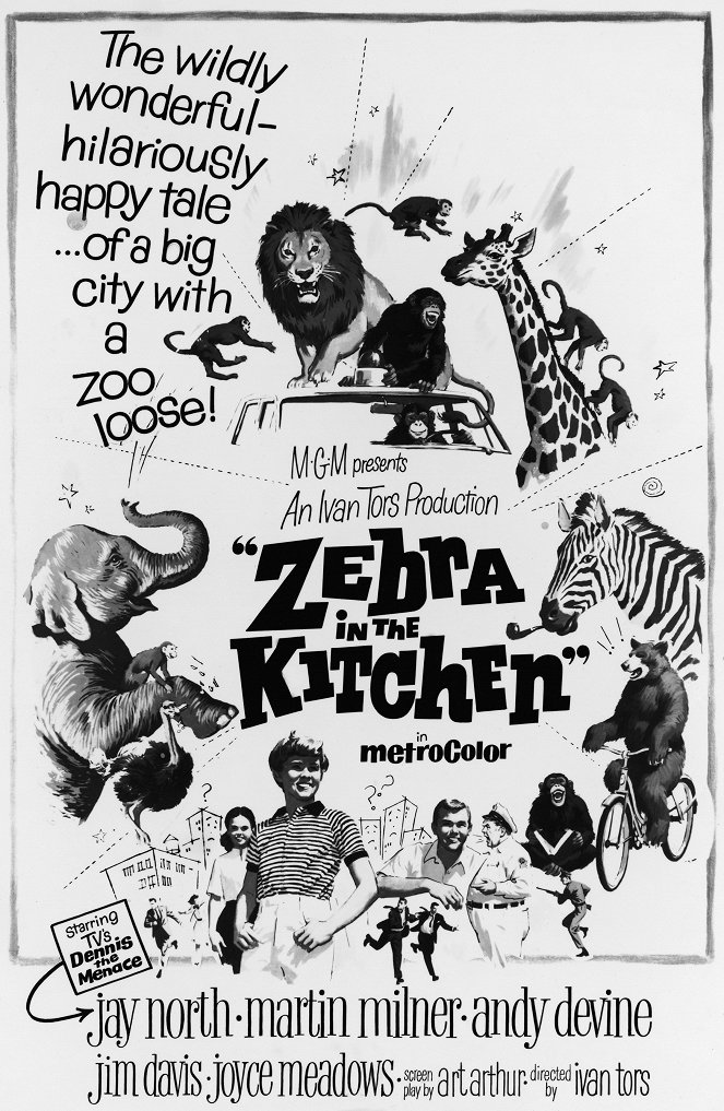 Zebra in the Kitchen - Posters