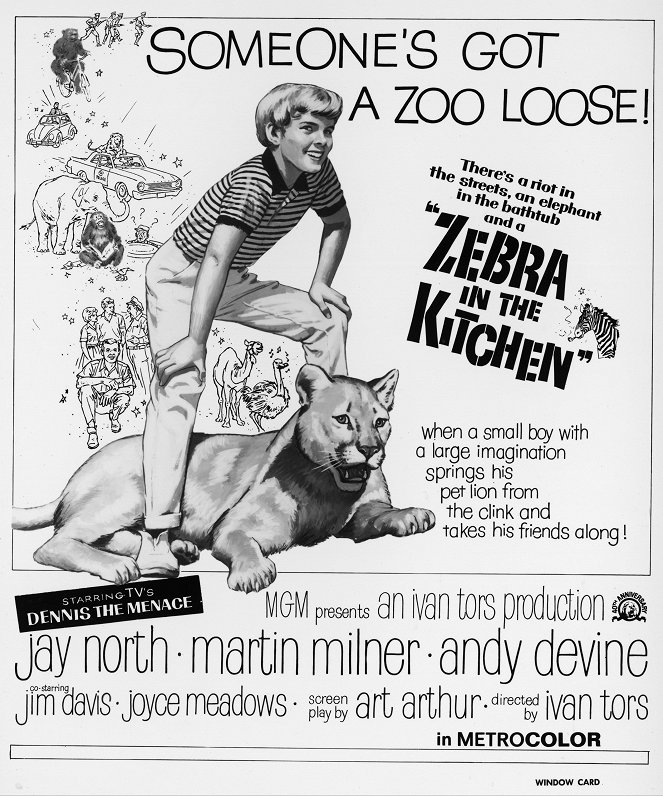 Zebra in the Kitchen - Posters