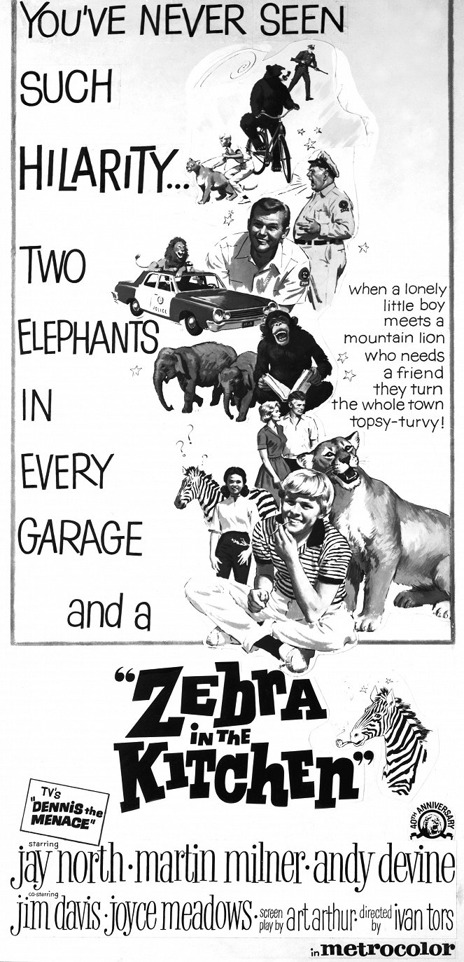 Zebra in the Kitchen - Posters