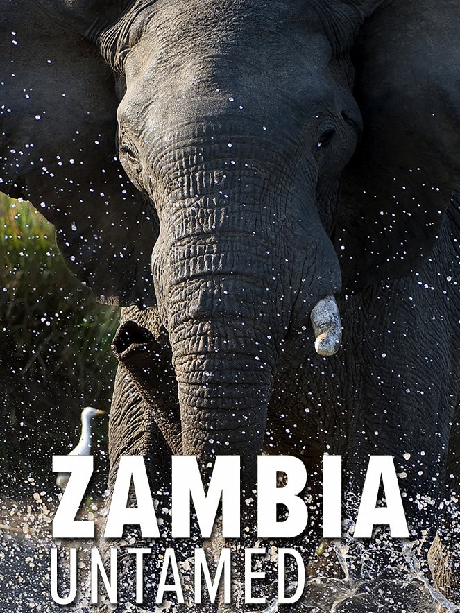 Zambia Untamed - Carteles