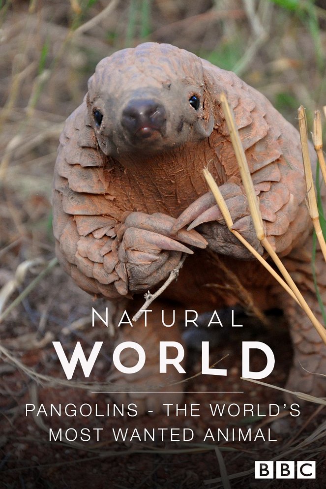 The Natural World - Season 37 - The Natural World - Pangolins: The World's Most Wanted Animal - Posters