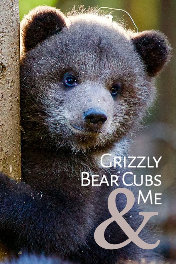 Grizzly Bear Cubs and Me - Affiches