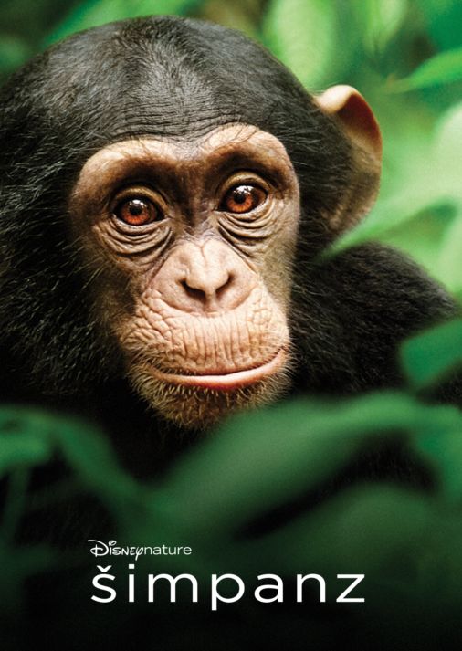 Šimpanz - Plagáty