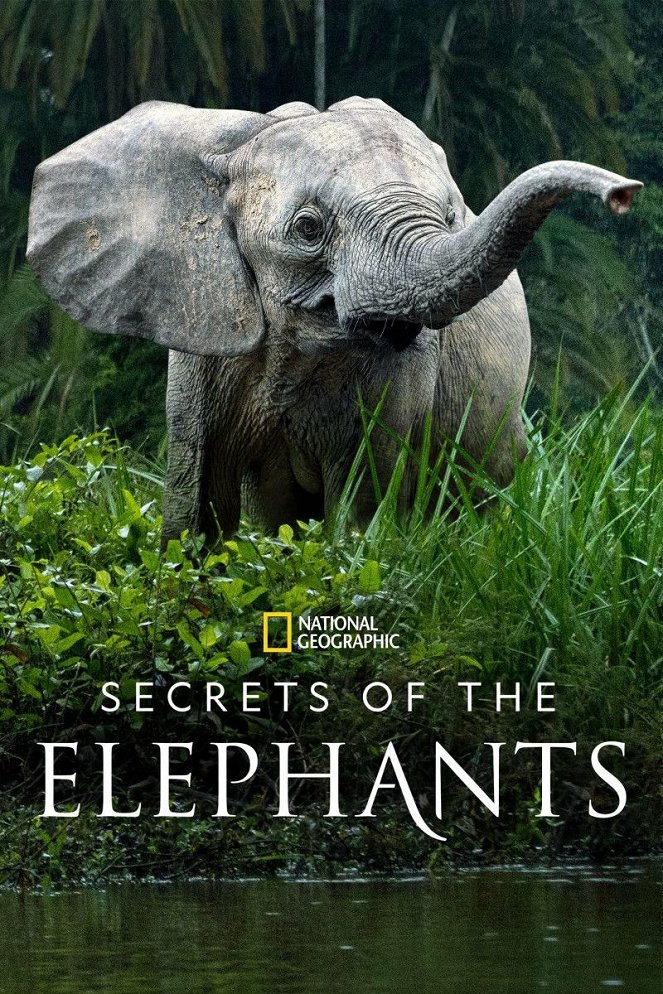 Die geheimnisvolle Welt der Elefanten - Plakate