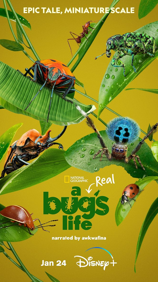 A Real Bug's Life - A Real Bug's Life - Season 1 - Carteles