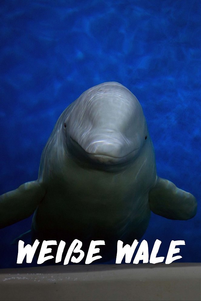 Weiße Wale - Plakate