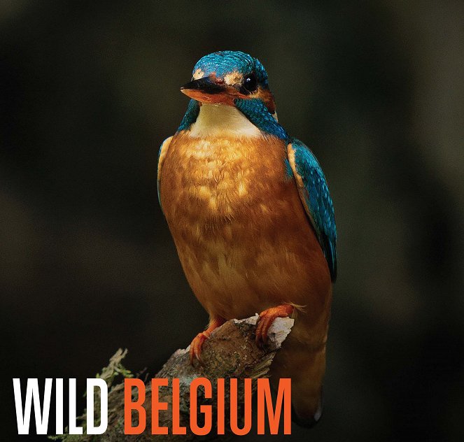 Wild Belgium - Posters