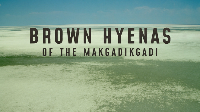 The Brown Hyena of Makgadikgadi - Plakate