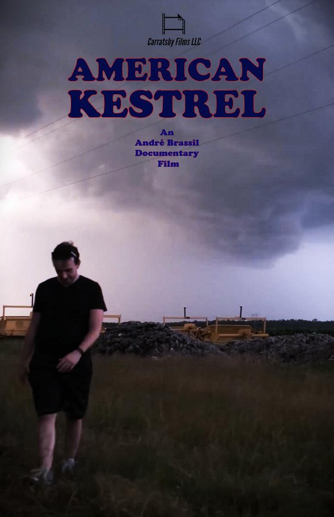 American Kestrel - Plakate