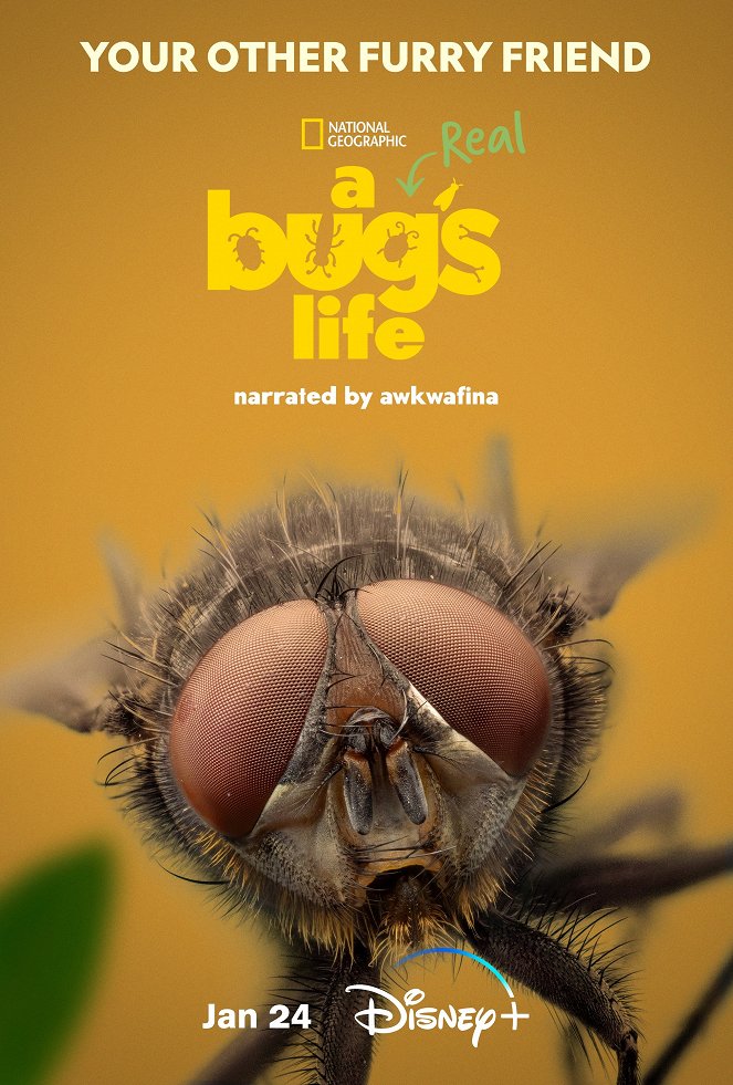 A Real Bug's Life - A Real Bug's Life - Season 1 - Cartazes