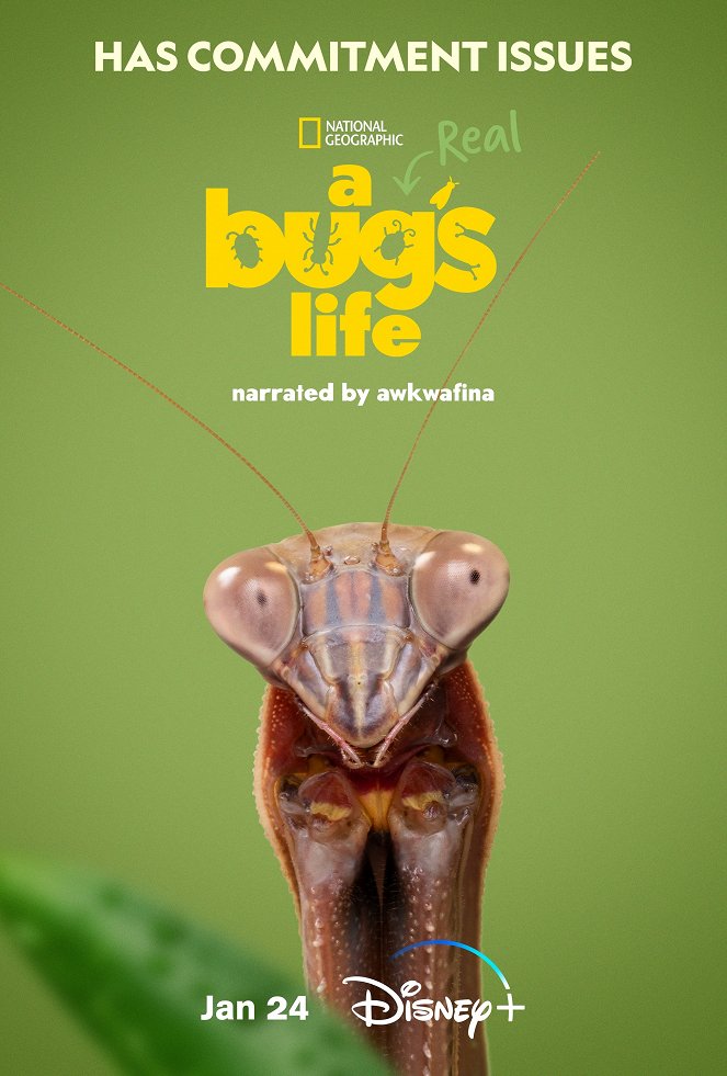 A Real Bug's Life - A Real Bug's Life - Season 1 - Plakate