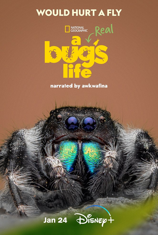A Real Bug's Life - A Real Bug's Life - Season 1 - Plakaty