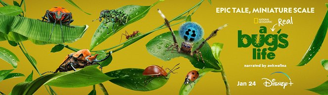 A Real Bug's Life - A Real Bug's Life - Season 1 - Plakate