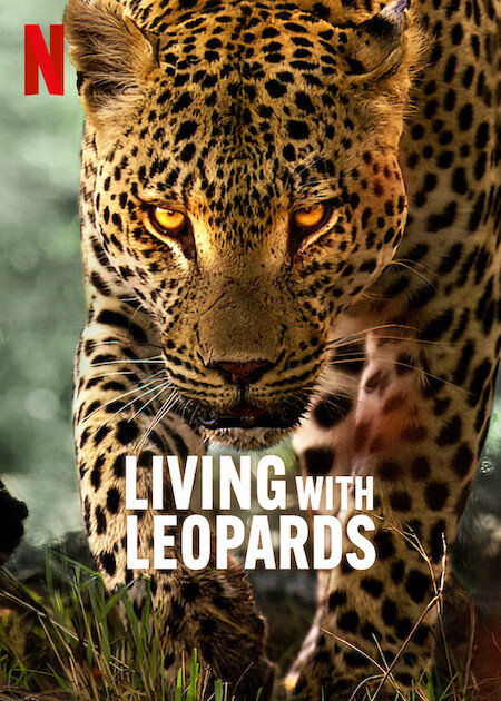 Avec les léopards - Affiches