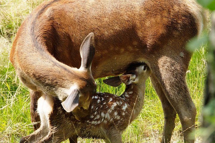 Bambi: Příběh života z lesů 2D/D