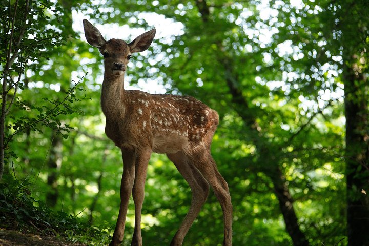 Bambi: Příběh života z lesů 2D/D