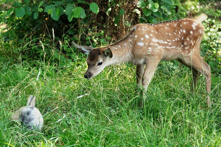 Bambi: Příběh života z lesů 2D/D