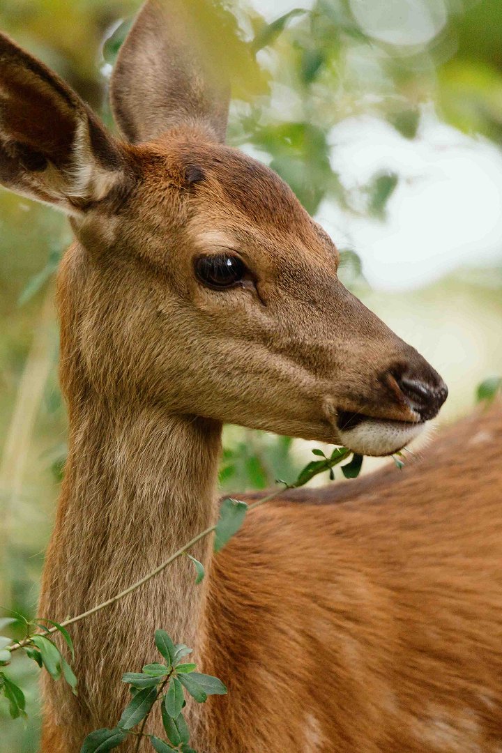 Bambi: Příběh života z lesů 2D/D