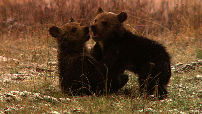 grizzly v silverback