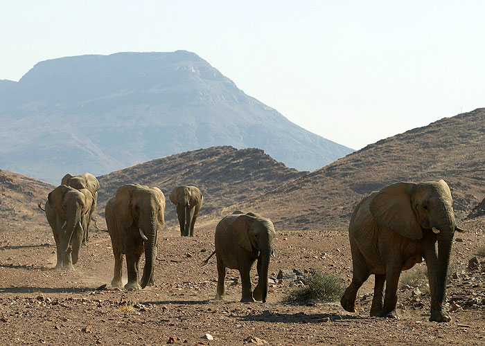 Svět přírody - Sloni: Kočovníci pouště Namib (S26E09) (2008) | ČSFD.cz