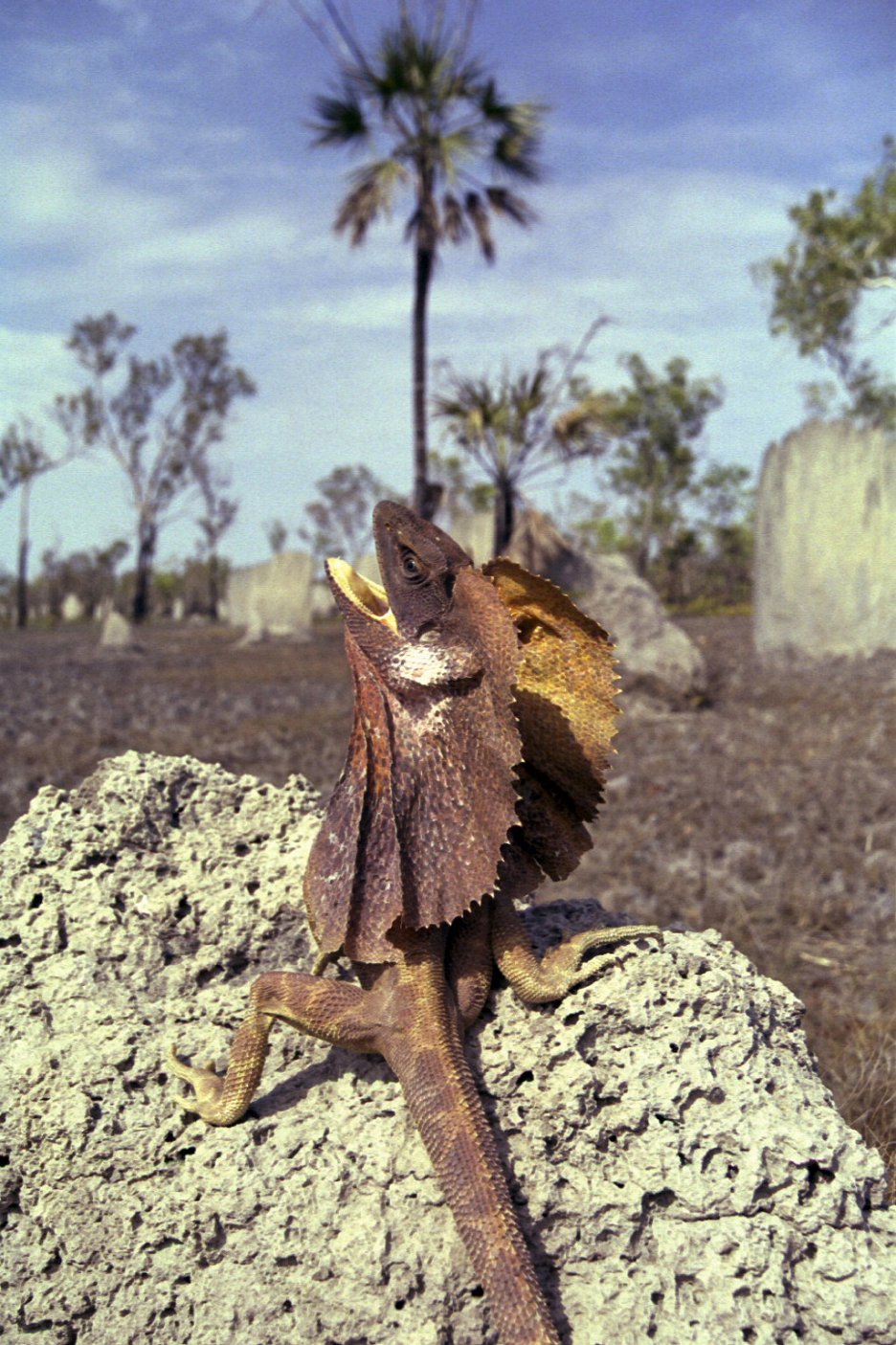 Austin Stevens Nejnebezpečnější... (2009) ČSFD.cz